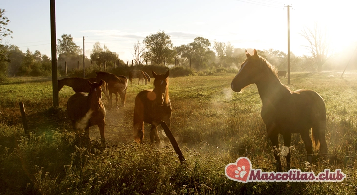 Los caballos y su lenguaje corporal