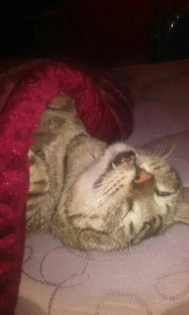 Gurrumino y su forma de dormir 🤣🤣